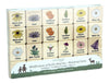 Wildflowers of North America Wooden Matching Game - 24 pc Set
