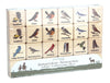 Backyard Birds Wooden Matching Game - 24 pc Set